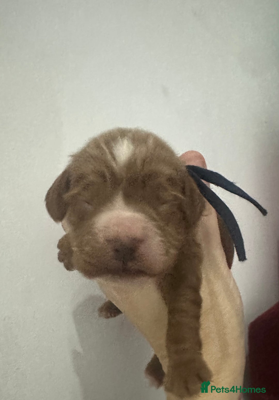 Cockapoo dogs for sale: Kc dna health clear parents champion bloodline  - Advert 2