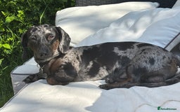 Miniature Dachshund dogs for stud: For stud  - Image 2