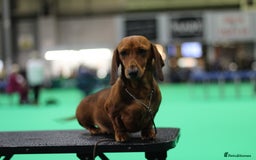 Miniature Dachshund dogs for sale: Champion Sired Show Quality Shaded Red Boys  - Image 9