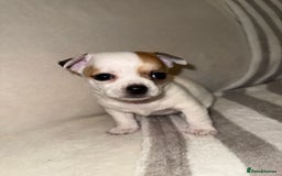 Chihuahua dogs for sale: Female Chihuahua Puppy💕 - Advert 9