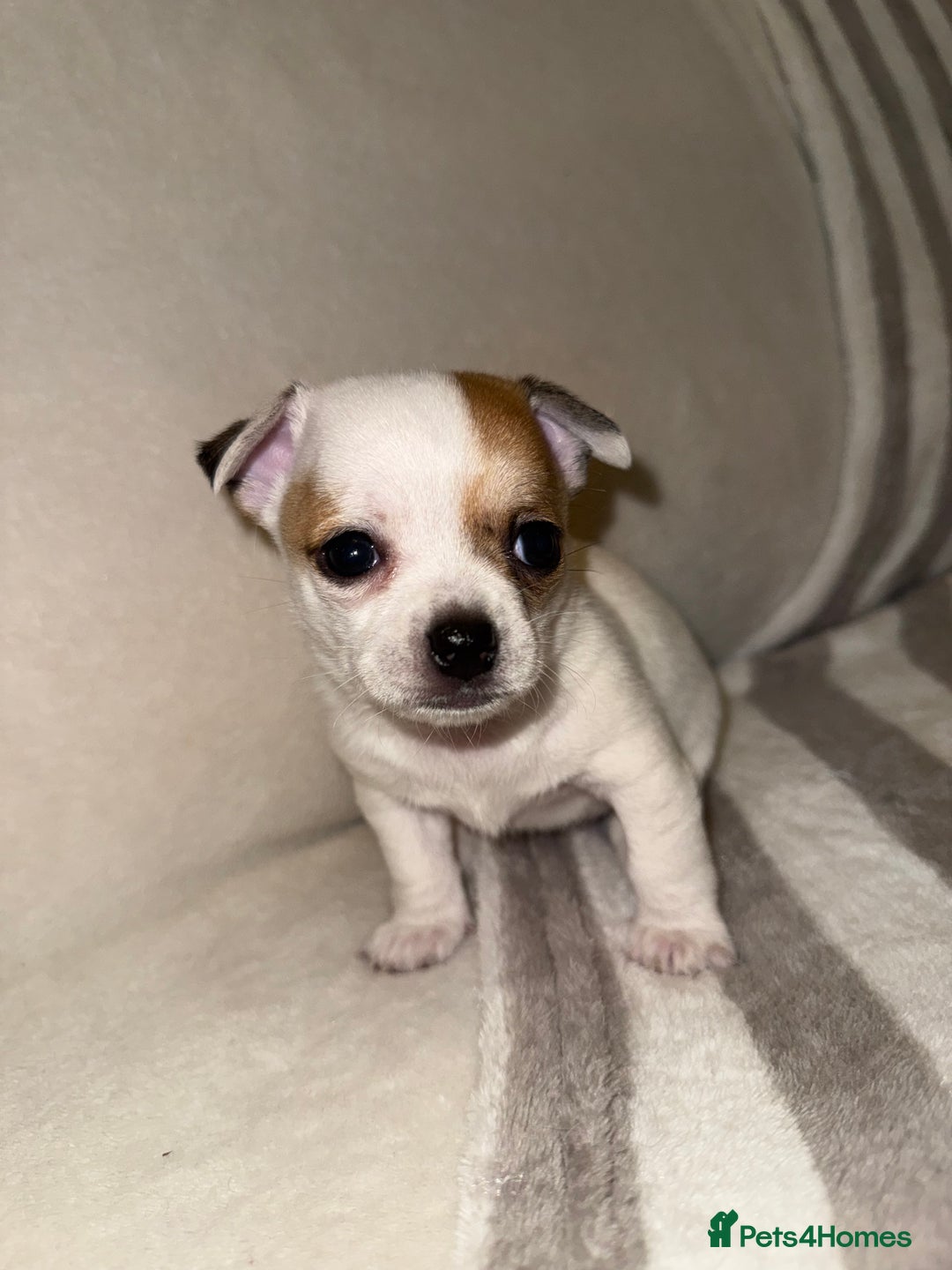 Chihuahua dogs for sale: Female Chihuahua Puppy💕 - Advert 9