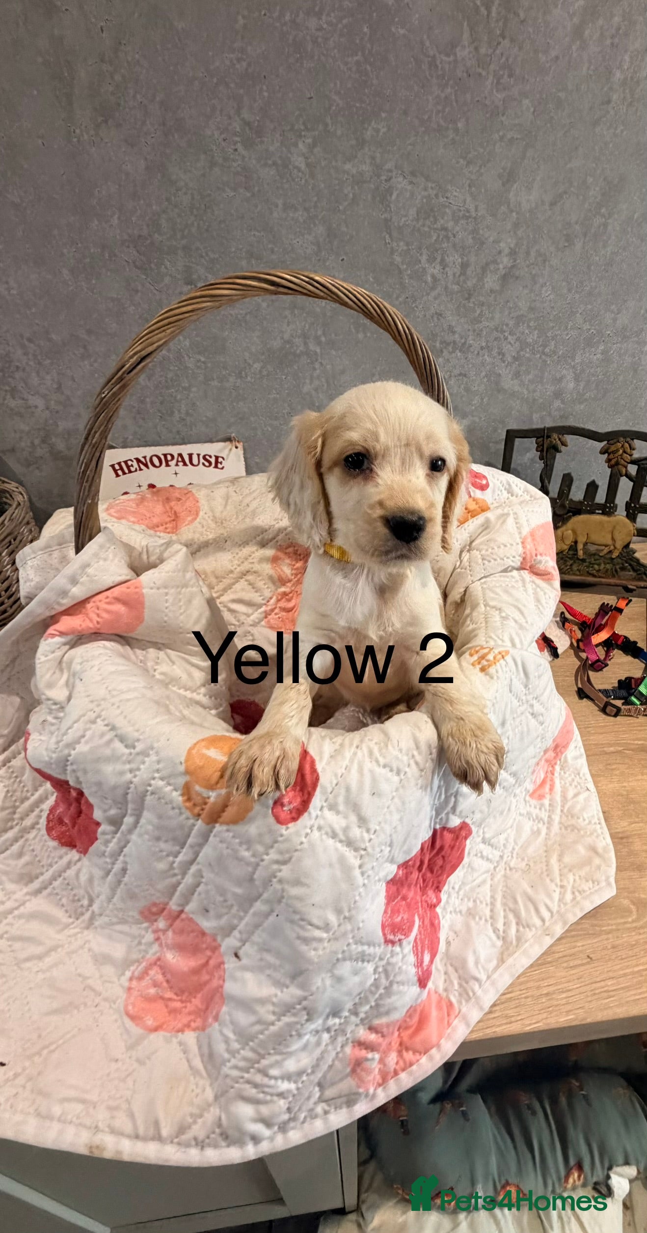 Cocker Spaniel dogs Cocker spaniels puppies  - Advert 2