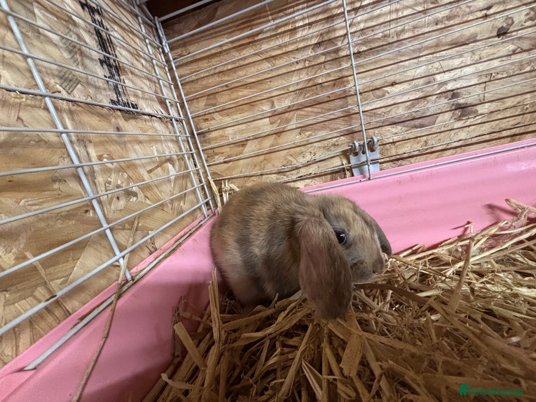 Mixed Breed rabbits for sale: Holland lop x lionhead  - Advert 5
