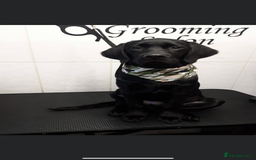 Labrador Retriever dogs for stud: Riley  in Leicester - Image 7