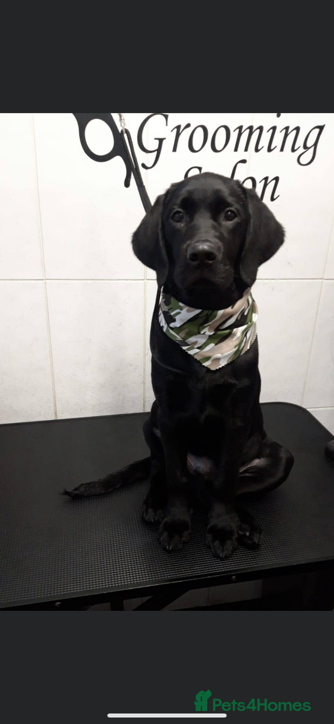 Labrador Retriever dogs for stud: Riley  in Leicester - Image 7