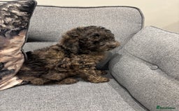 Toy Poodle dogs for sale: One male puppy for sale  - Image 1