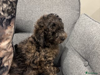 Toy Poodle dogs *SOLD*One male puppy for sale - Advert 3
