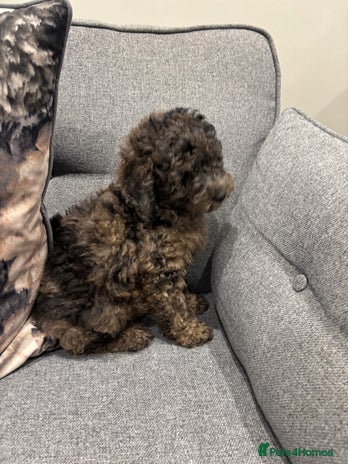 Toy Poodle dogs - Advert 1