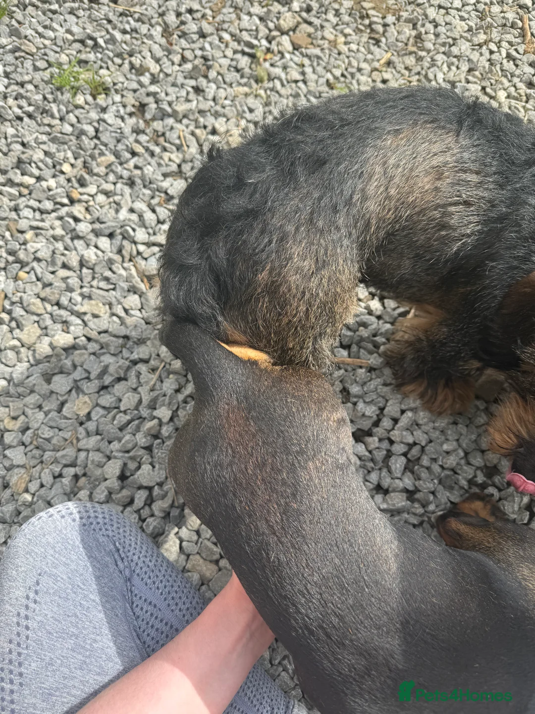 Dachshund dogs for stud: CHAMPION LINES 0% COI WIREHAIRED DACHSHUND STUD  in Stockton-on-Tees - Advert 14