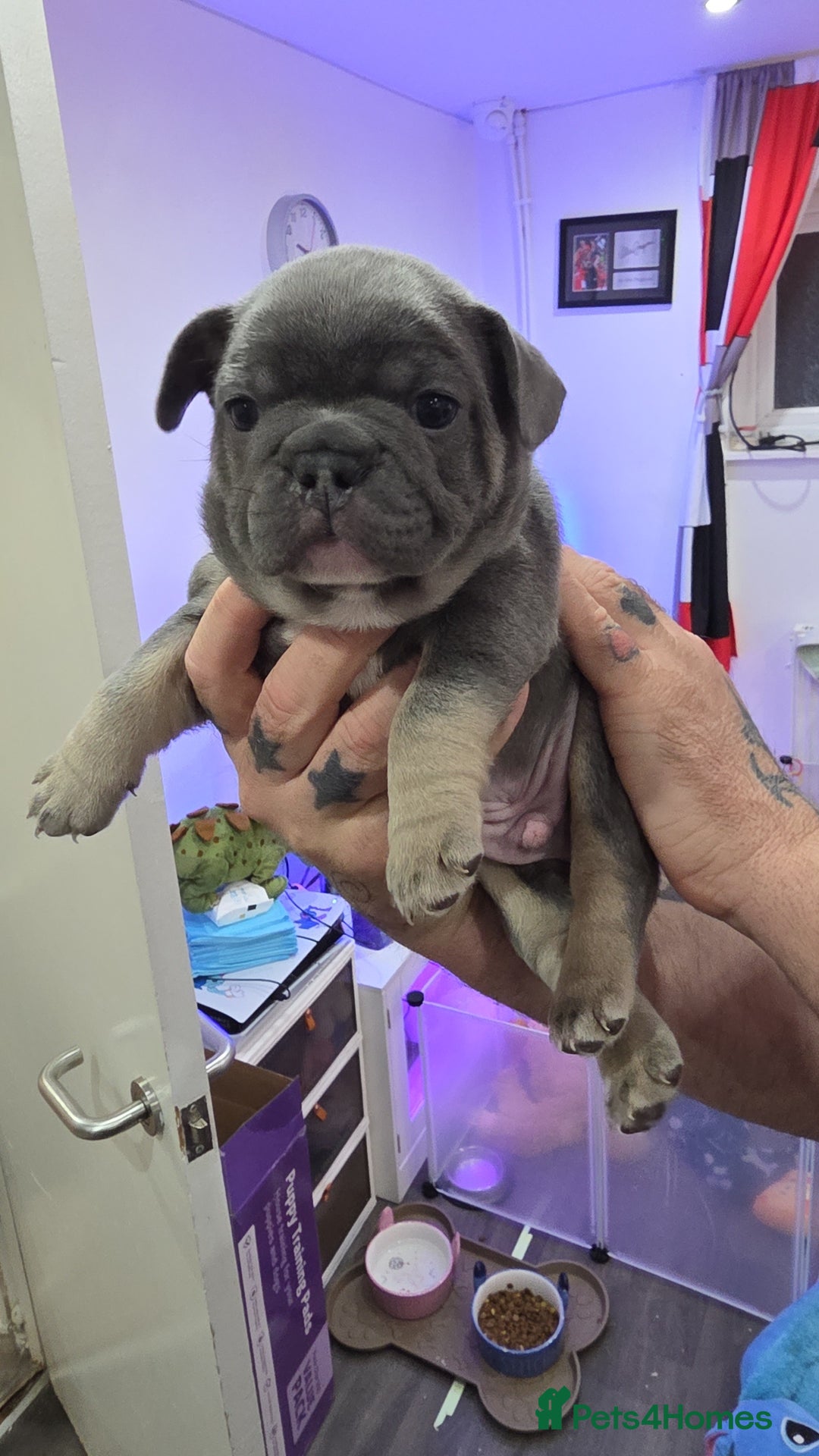 French Bulldog dogs for sale: Chunky French bulldog - Advert 5
