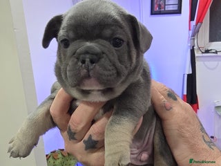 French Bulldog dogs Chunky French bulldog puppy - Advert 18