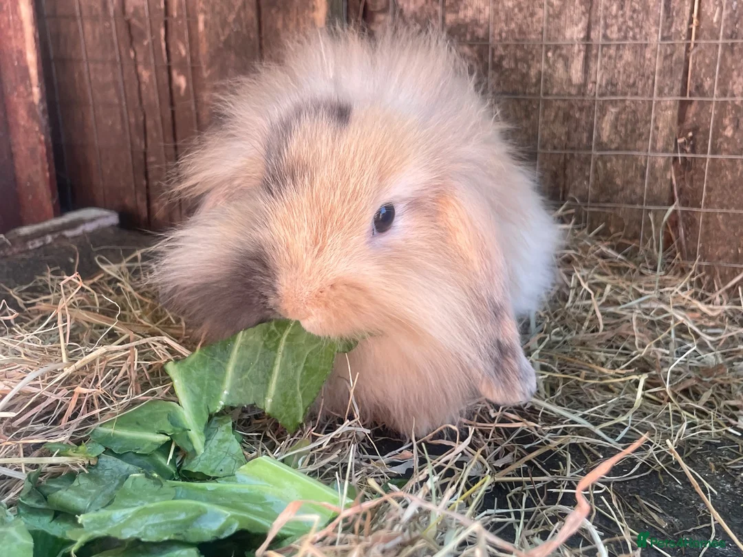 Mini Lion Lop rabbits for sale: Beautiful female mini lion lop - Advert 2