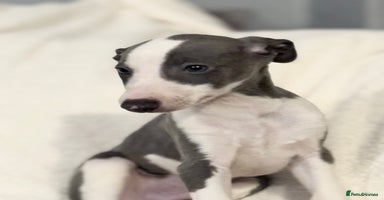 Whippet dogs - Advert 13