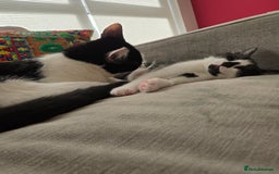 Mixed Breed cats for sale:  Blue eyes Flower pattern mark unique kitten  - Image 27