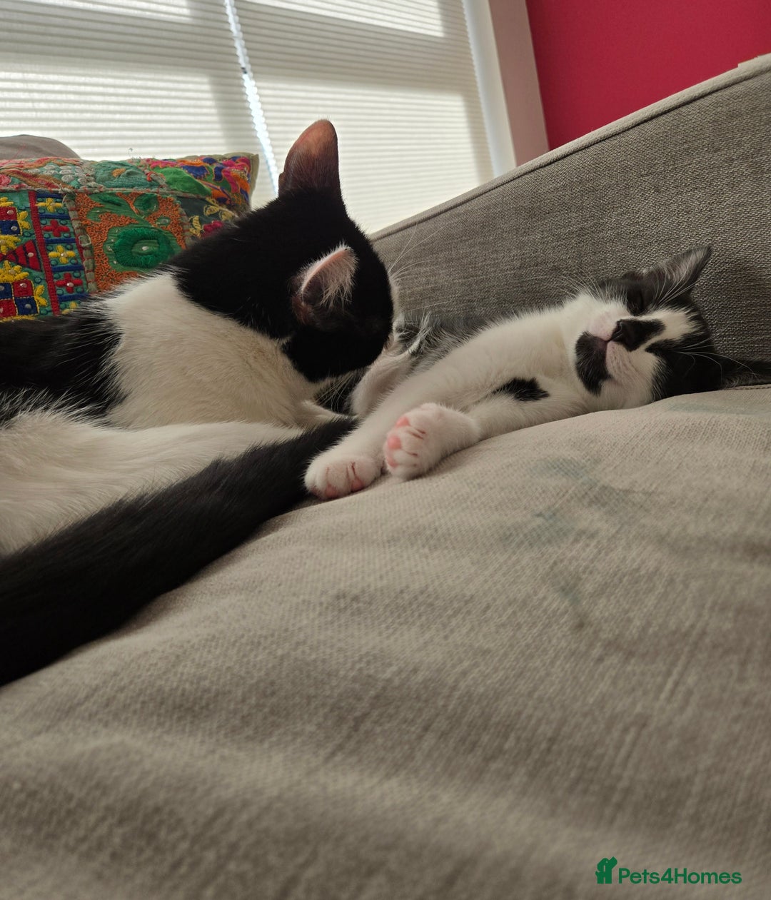 Mixed Breed cats for sale:  Blue eyes Flower pattern mark unique kitten  - Image 27