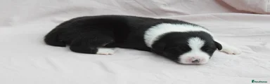 Badger