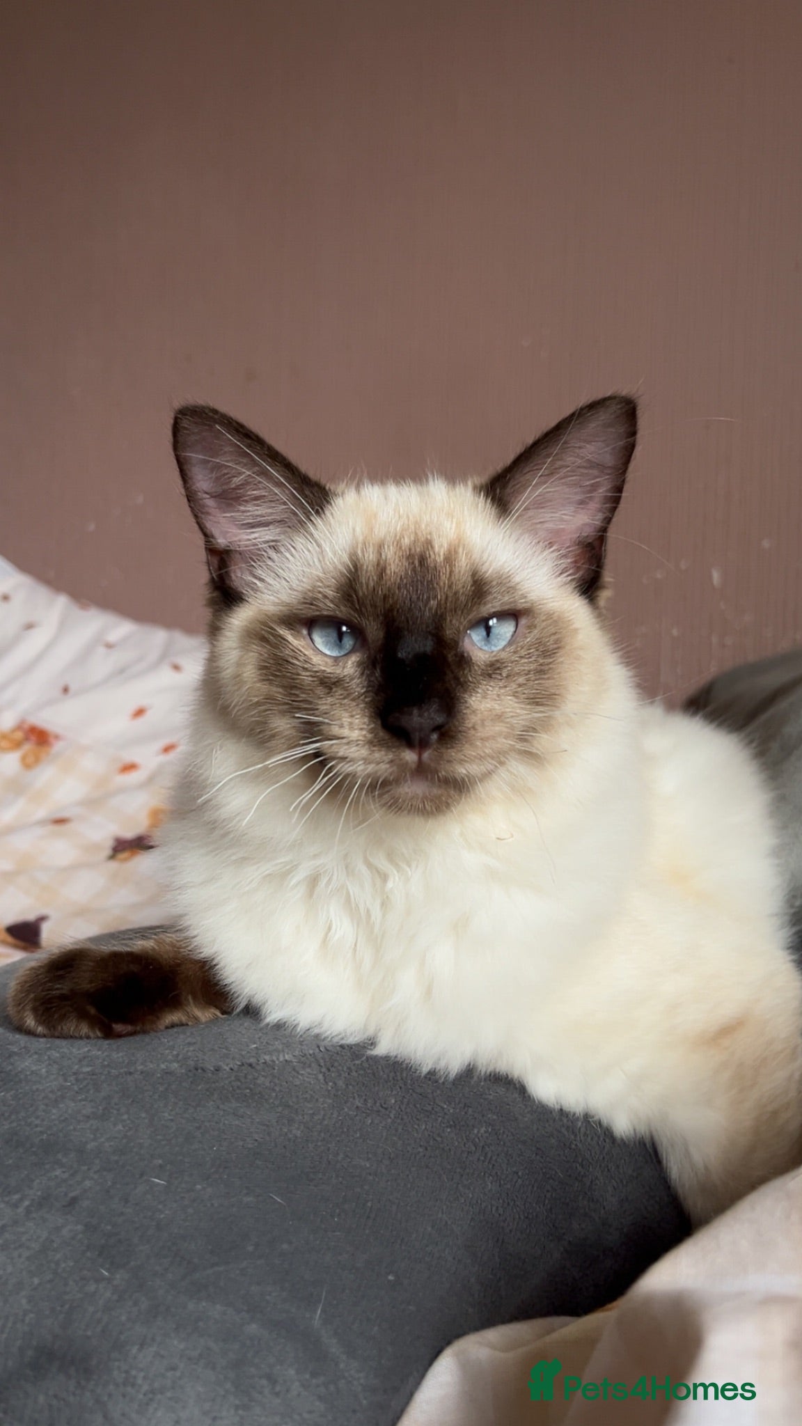 Ragdoll cats Ragdoll Kittens - Advert 2