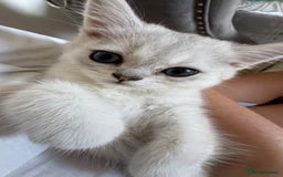 Scottish Fold cats for sale: 4 Scottish Straight Boys  - Image 20
