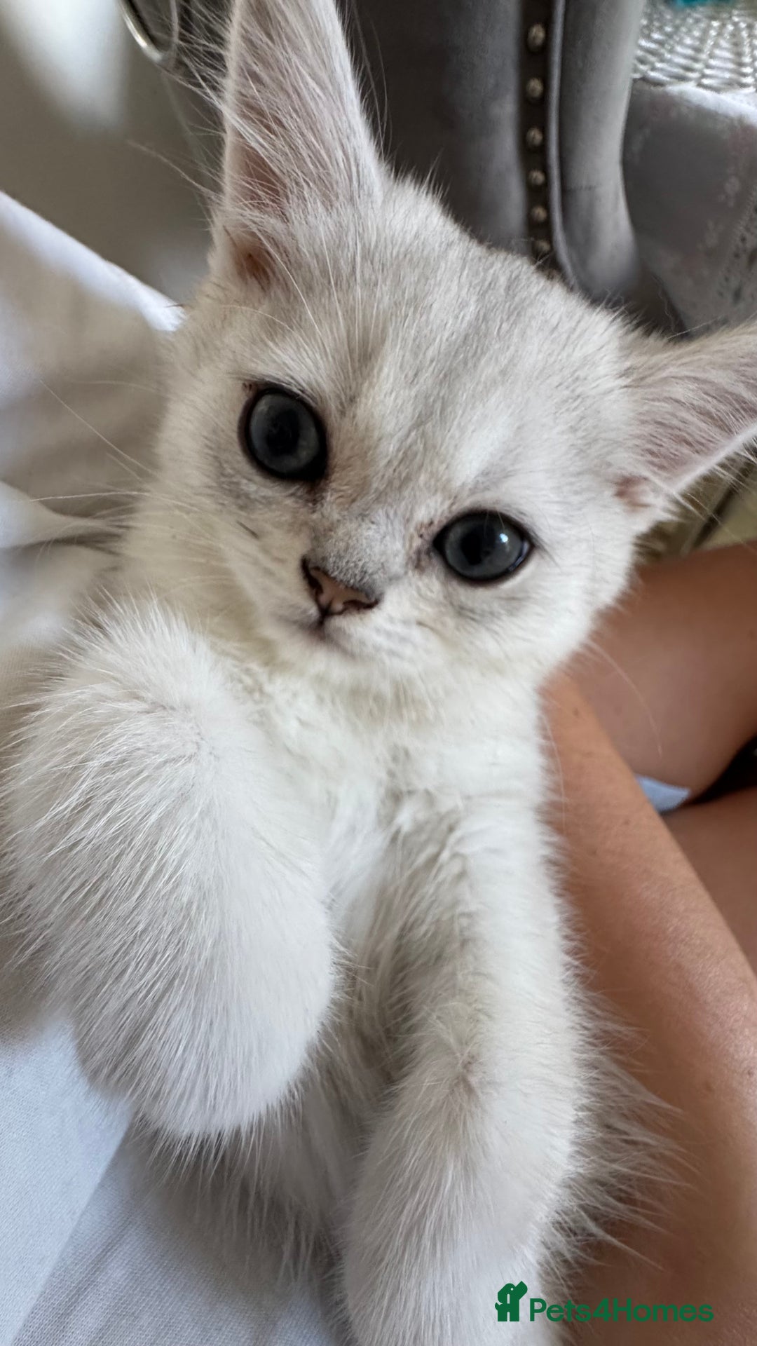 Scottish Fold cats for sale: 4 Scottish Straight Boys  - Image 20