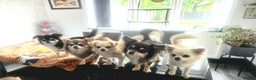 Chihuahua dogs for sale: Long haired chihuahuas  - Advert 3