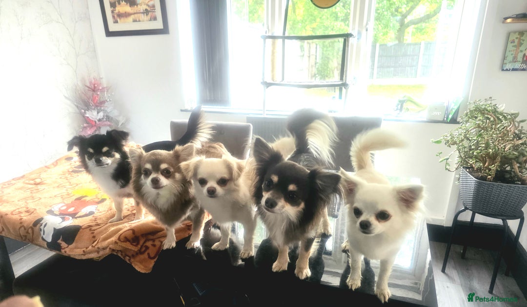 Chihuahua dogs for sale: Long haired chihuahuas  - Advert 3