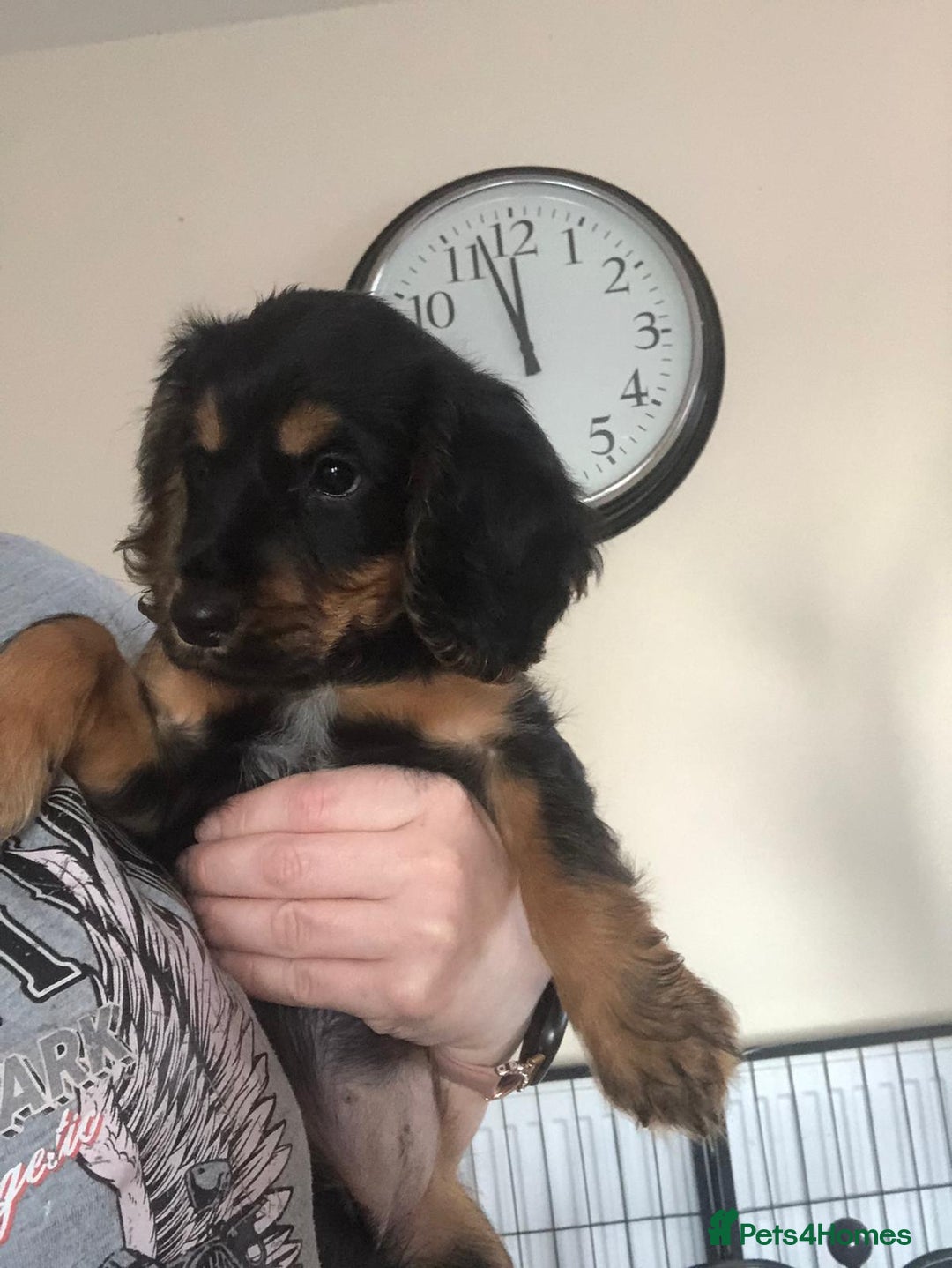 Cocker Spaniel dogs for sale: Cocker spaniel pup kc registered ⭐️ - Advert 1