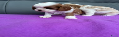 Cavalier King Charles Spaniel Puppy 3