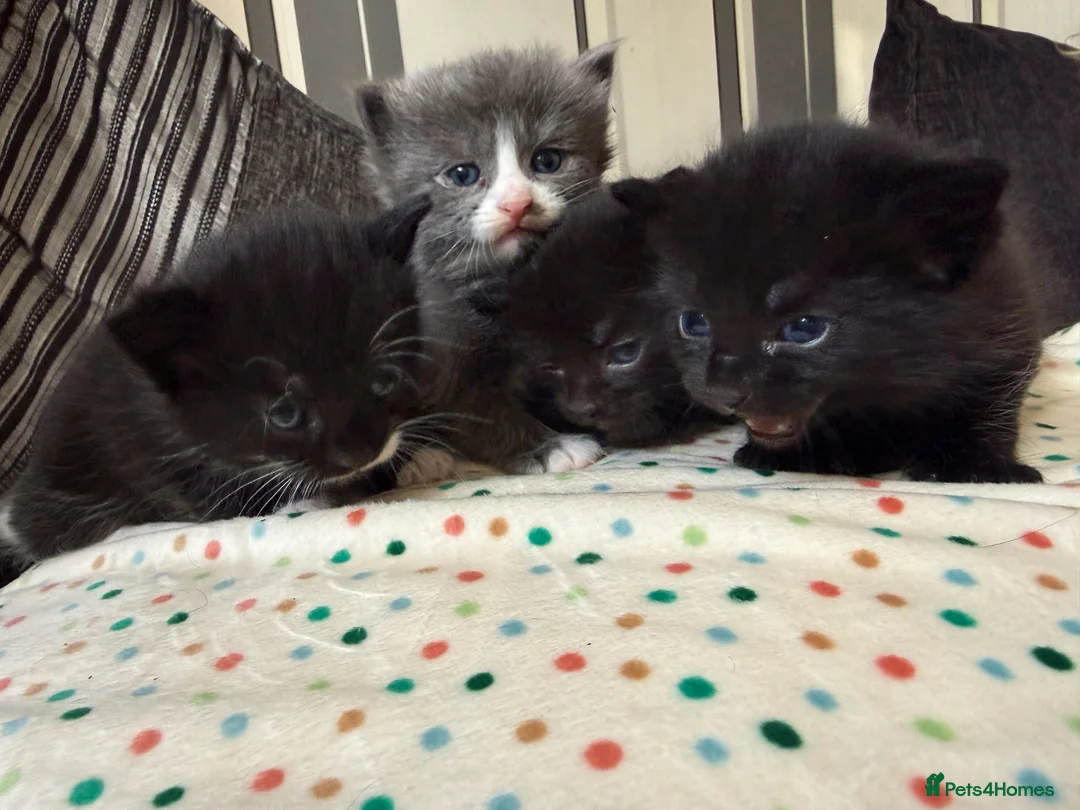 British Shorthair cats for sale: ADORABLE KITTENS FOR SALE - READY SOON! - Advert 3
