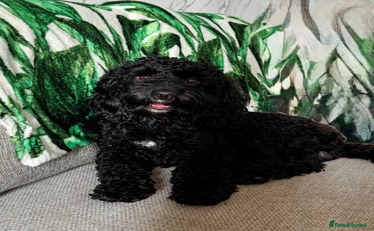 Cockapoo dogs - Advert 1