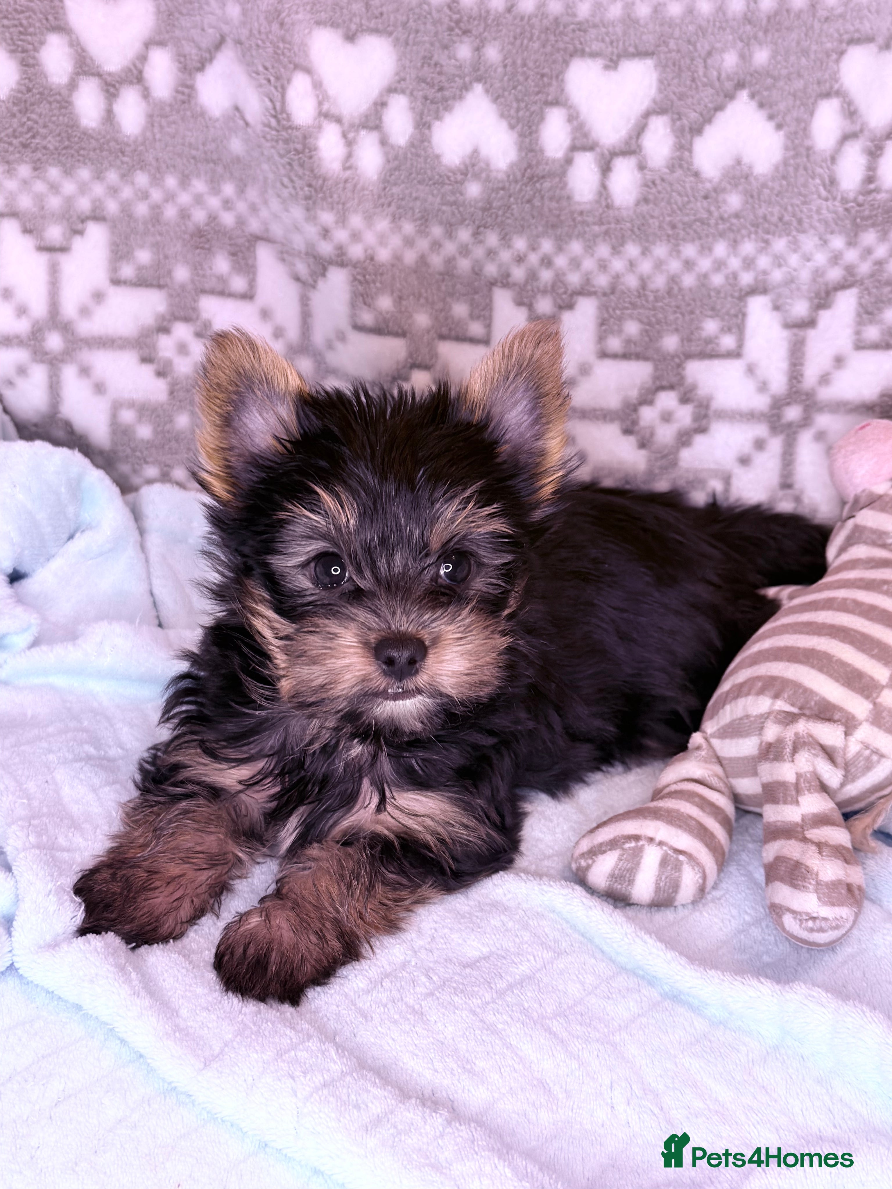Yorkshire Terrier dogs Ready Now Small Boy Yorkshire Terrier  - Advert 1