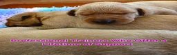 Labrador Retriever dogs for sale: Fantastic Fox Red Labrador Puppies  - Advert 3