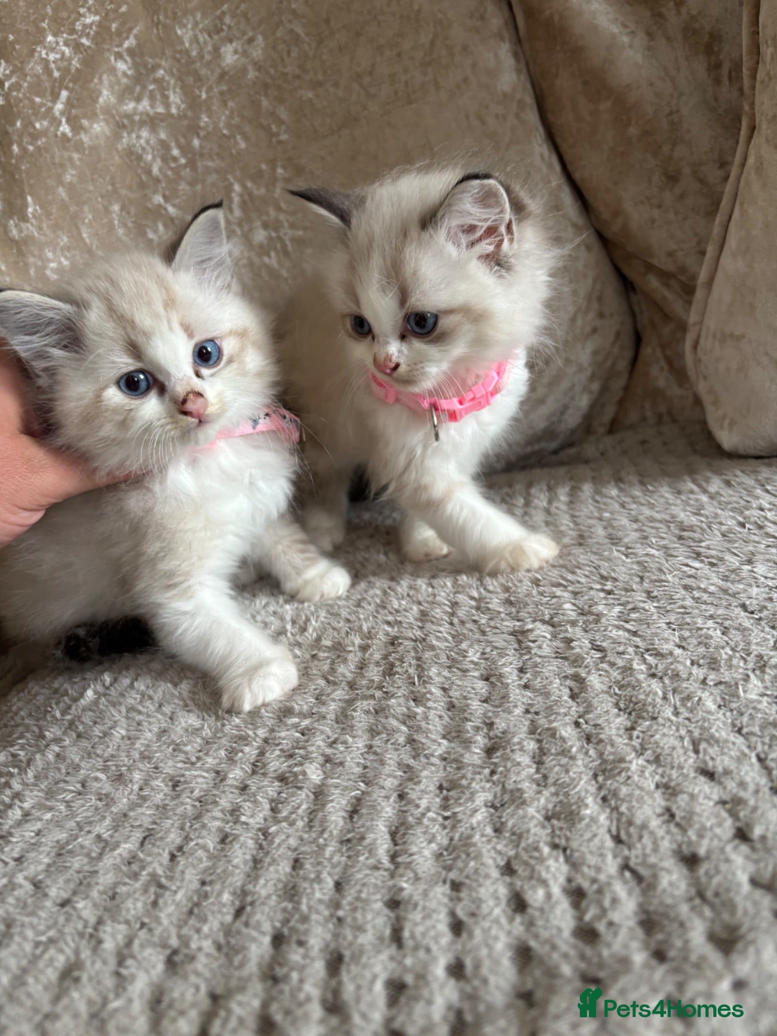 Ragdoll cats Ragdoll kittens 1 boy 2 girls ready - Advert 7