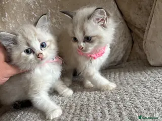 Ragdoll cats Ragdoll kittens 1 boy 2 girls ready - Advert 7
