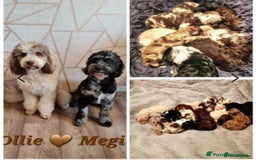 Goldendoodle dogs for stud: FULLY HEALTH TESTED! MOYEN POODLE STUD! in Kettering - Image 36