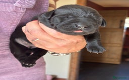 Labrador Retriever dogs for sale: Fabulous KC registered labradors - Image 9
