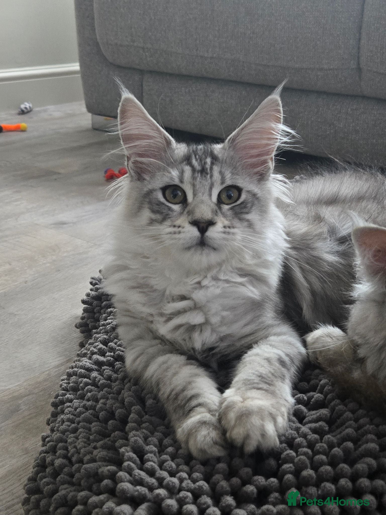 Maine Coon cats Pedigree Maine Coon Kittens  - Advert 2