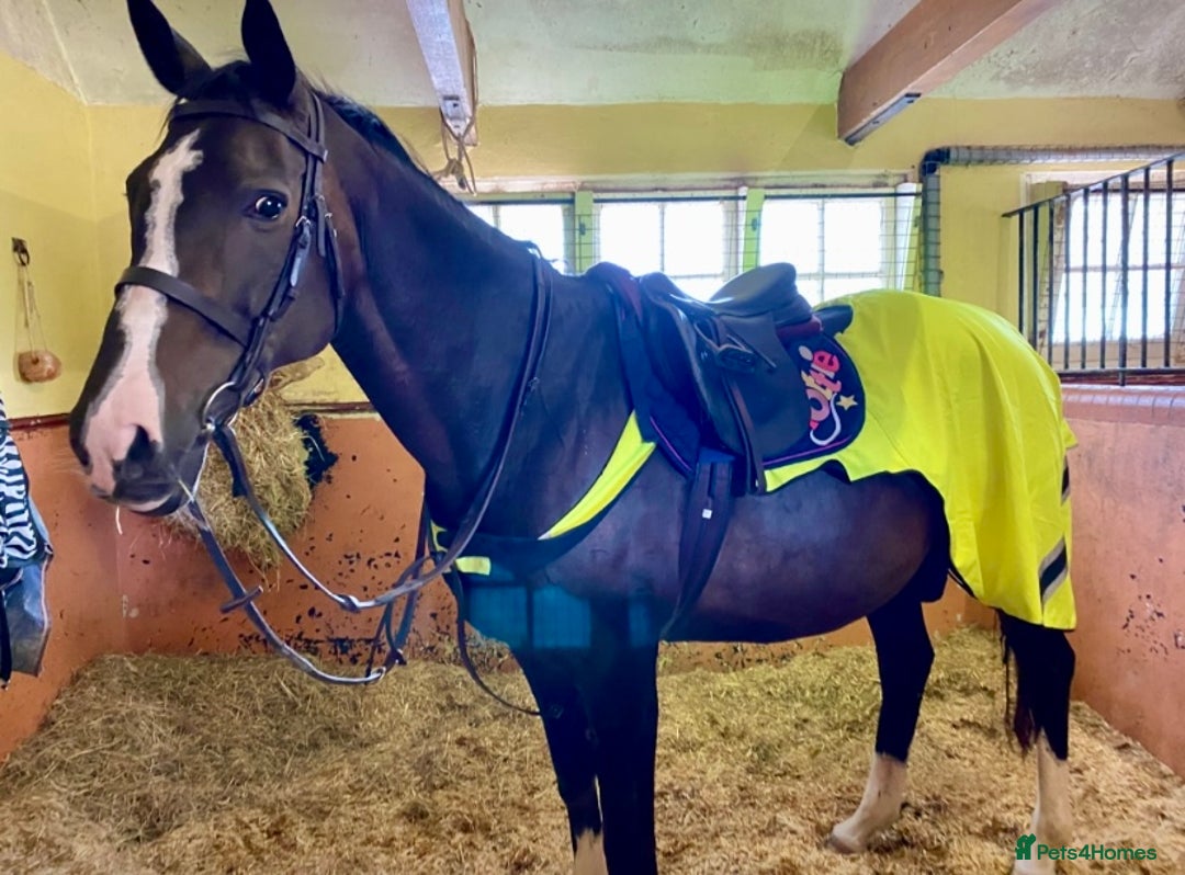 Irish Thoroughbred horses for sale: 16H TB Mare ex Racer excellent manners 16 years  - Image 9