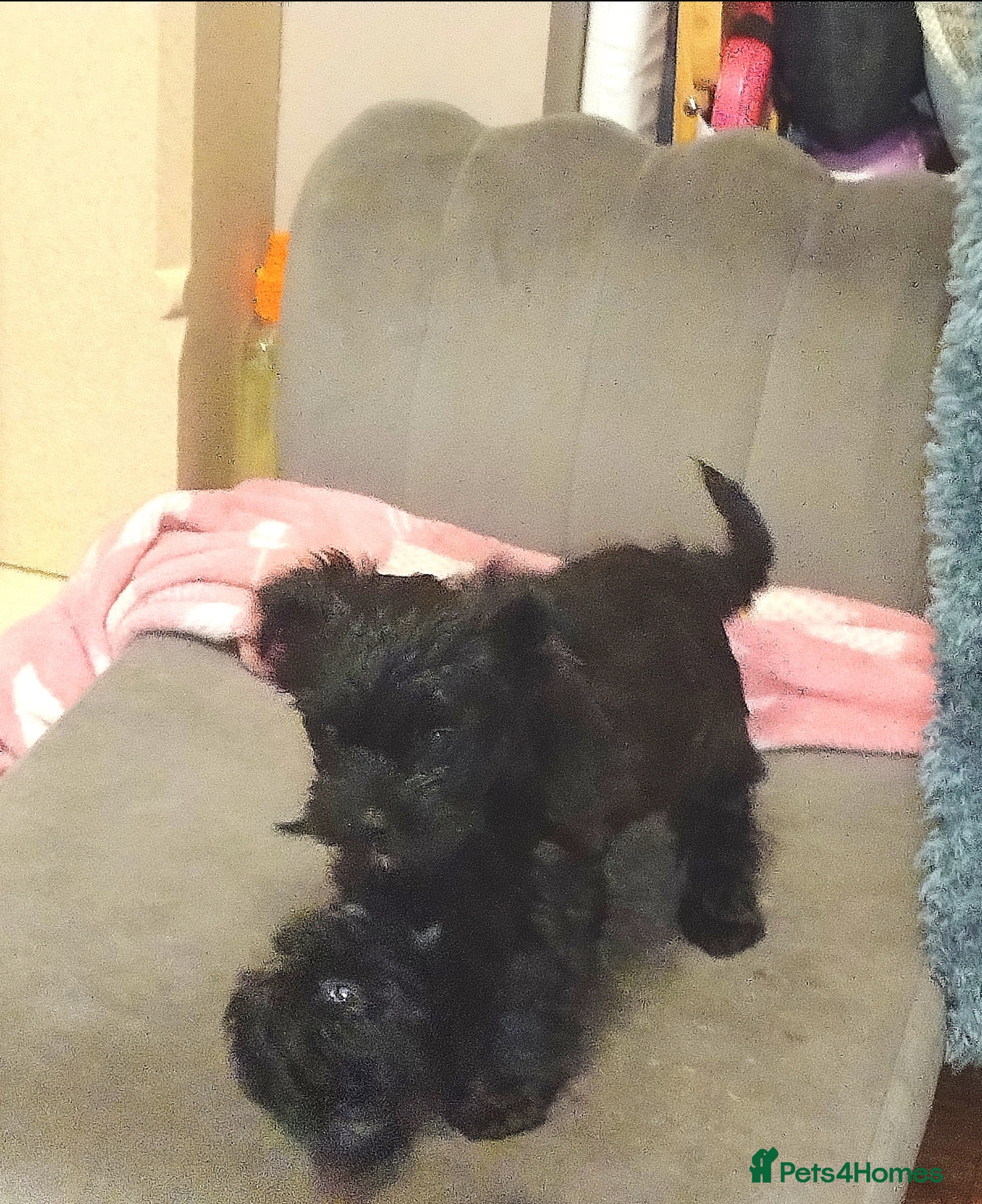 Mixed Breed dogs Yorkiepoo **Only 1 puppy left** - Advert 3