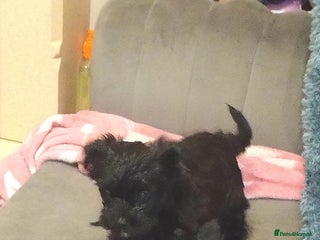 Mixed Breed dogs Yorkiepoo **Only 1 puppy left** - Advert 1