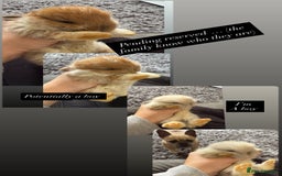 Mini Lop rabbits for sale: Gorgeous Mini Lops x1 available now  - Image 15
