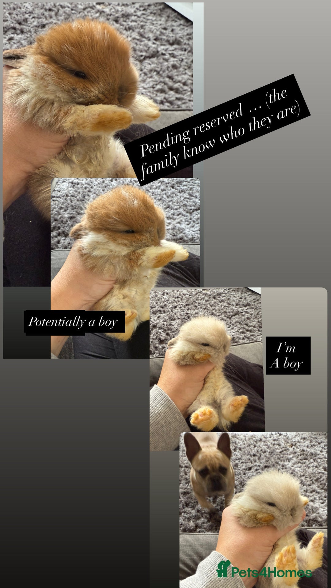 Mini Lop rabbits for sale: Gorgeous Mini Lops x1 available now  - Image 15