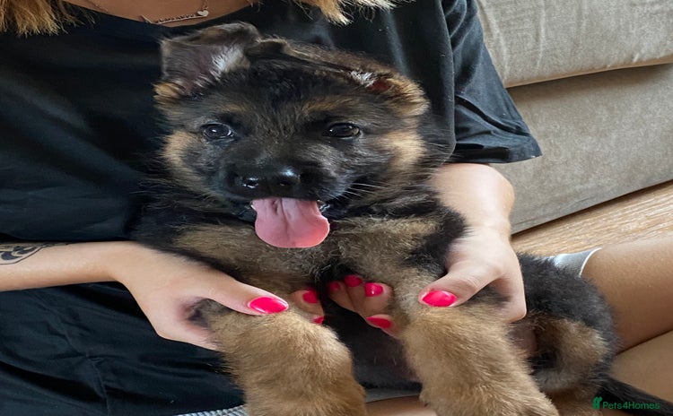 German Shepherd dogs - Advert 14