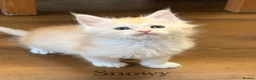 Maine Coon cats for sale: Sweet teddy bears. 🧸 🐈‍⬛ - Advert 34