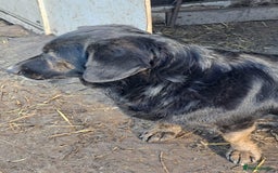 Mixed Breed dogs for adoption: Beautiful and Gentle LOLITA - for a Loving Home - Image 16