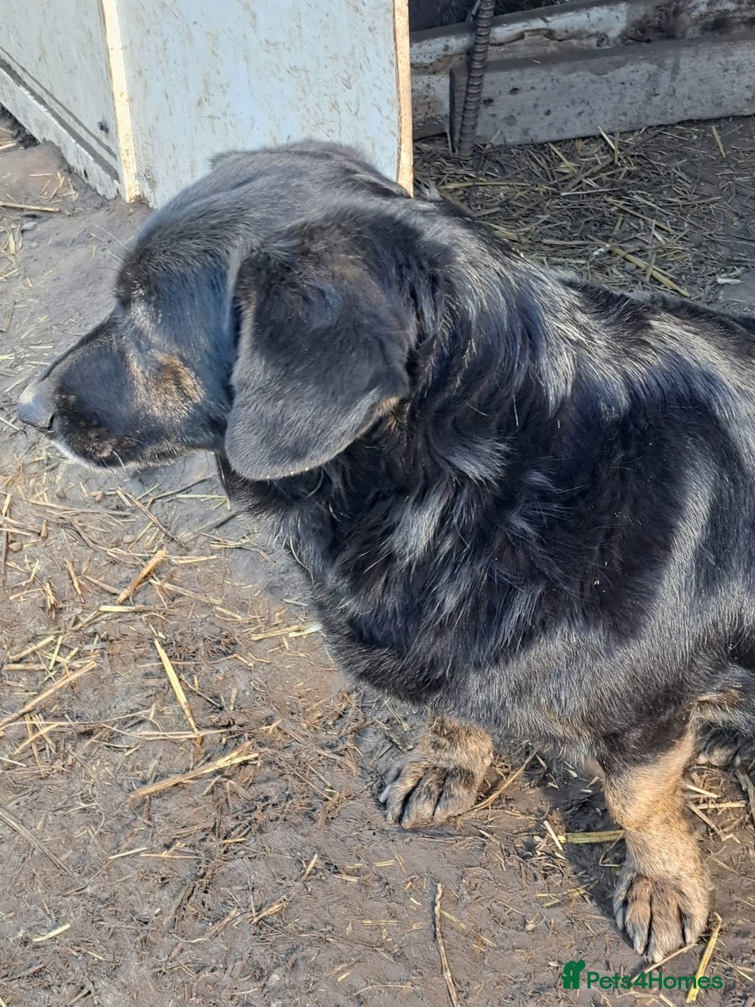 Mixed Breed dogs for adoption: Beautiful and Gentle LOLITA - for a Loving Home - Image 16