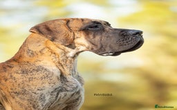 Great Dane dogs for sale: 🌟 Upcoming Litter – Great Danes- August 2025 🌟 - Image 7