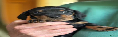 Miniature Dachshund 7