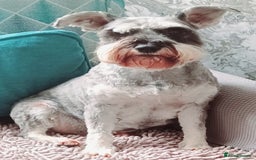 Miniature Schnauzer dogs for sale: Beautiful miniature shnauzers  - Image 2