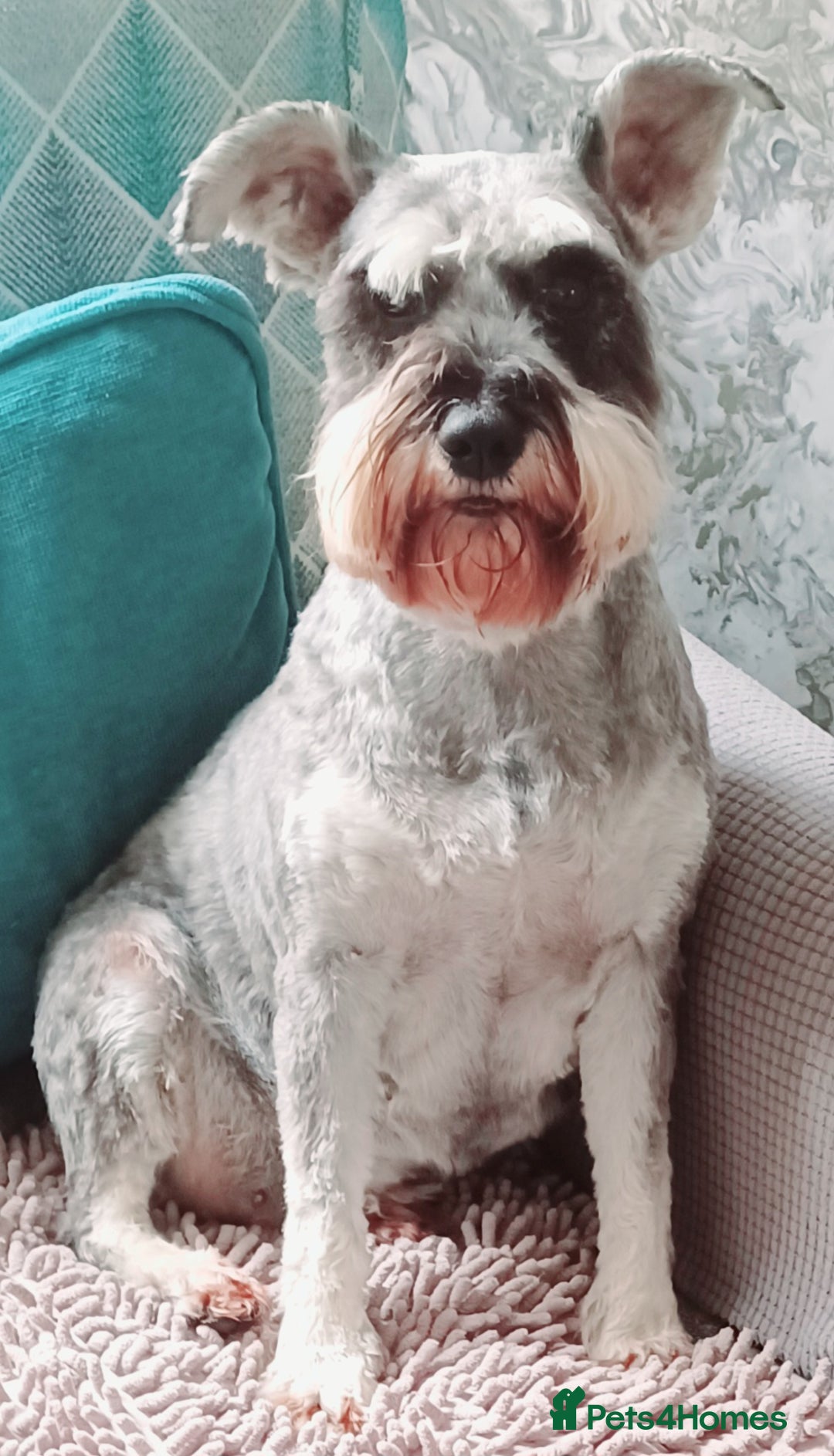 Miniature Schnauzer dogs for sale: Beautiful miniature shnauzers  - Image 2
