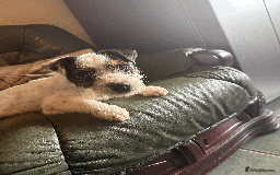 Jack Russell dogs for sale: Proper Jack Russell Puppy For Sale - Image 3